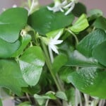 Shamrock Oxalis