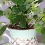 In a teacup!