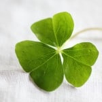 Looks like a shamrock