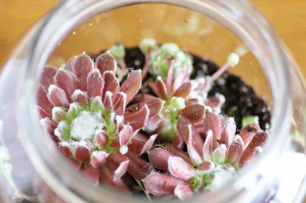 Hens and Chicks