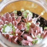 Hens and Chicks