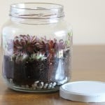 Little Terrarium