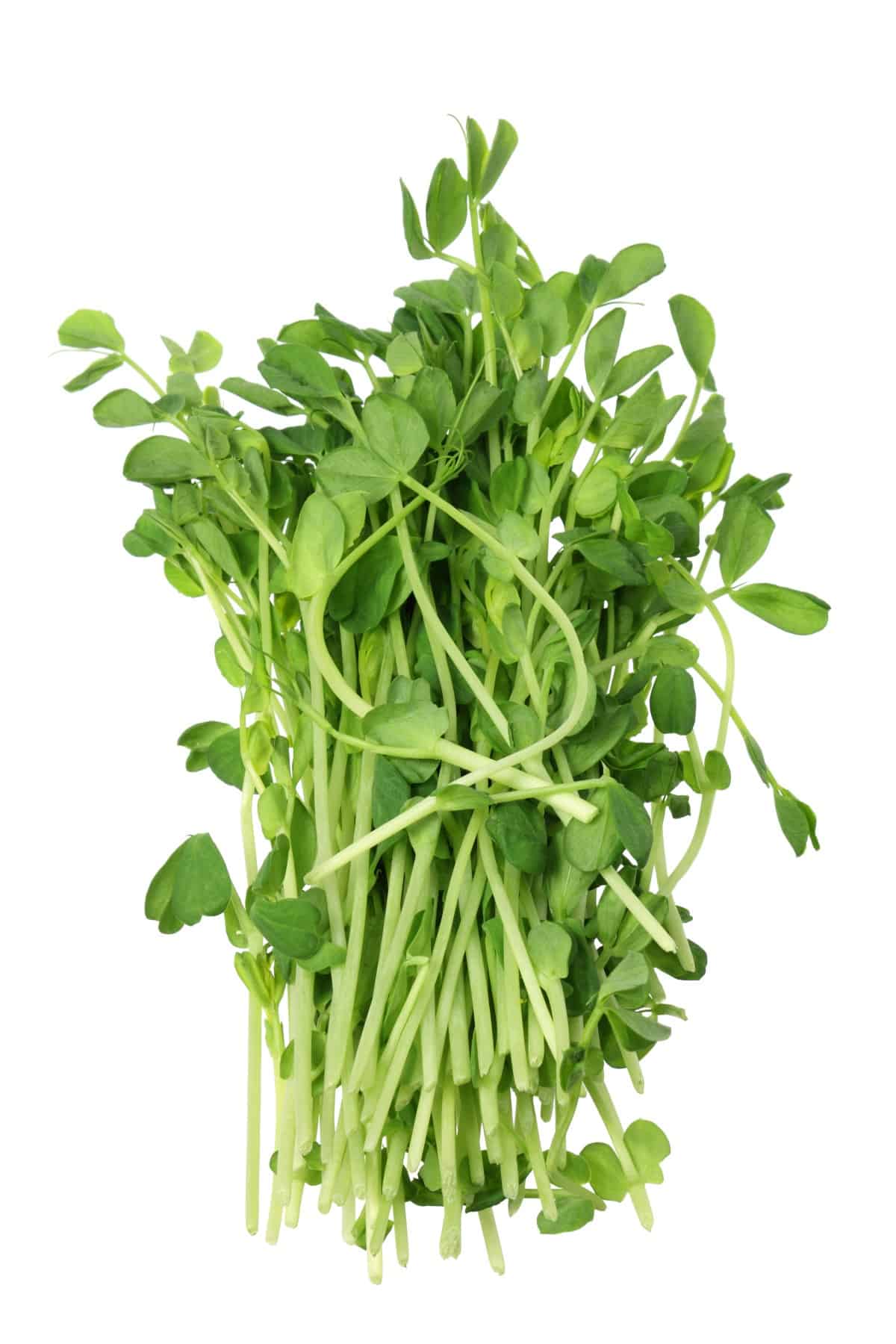 Bundle of fresh Pea Shoots