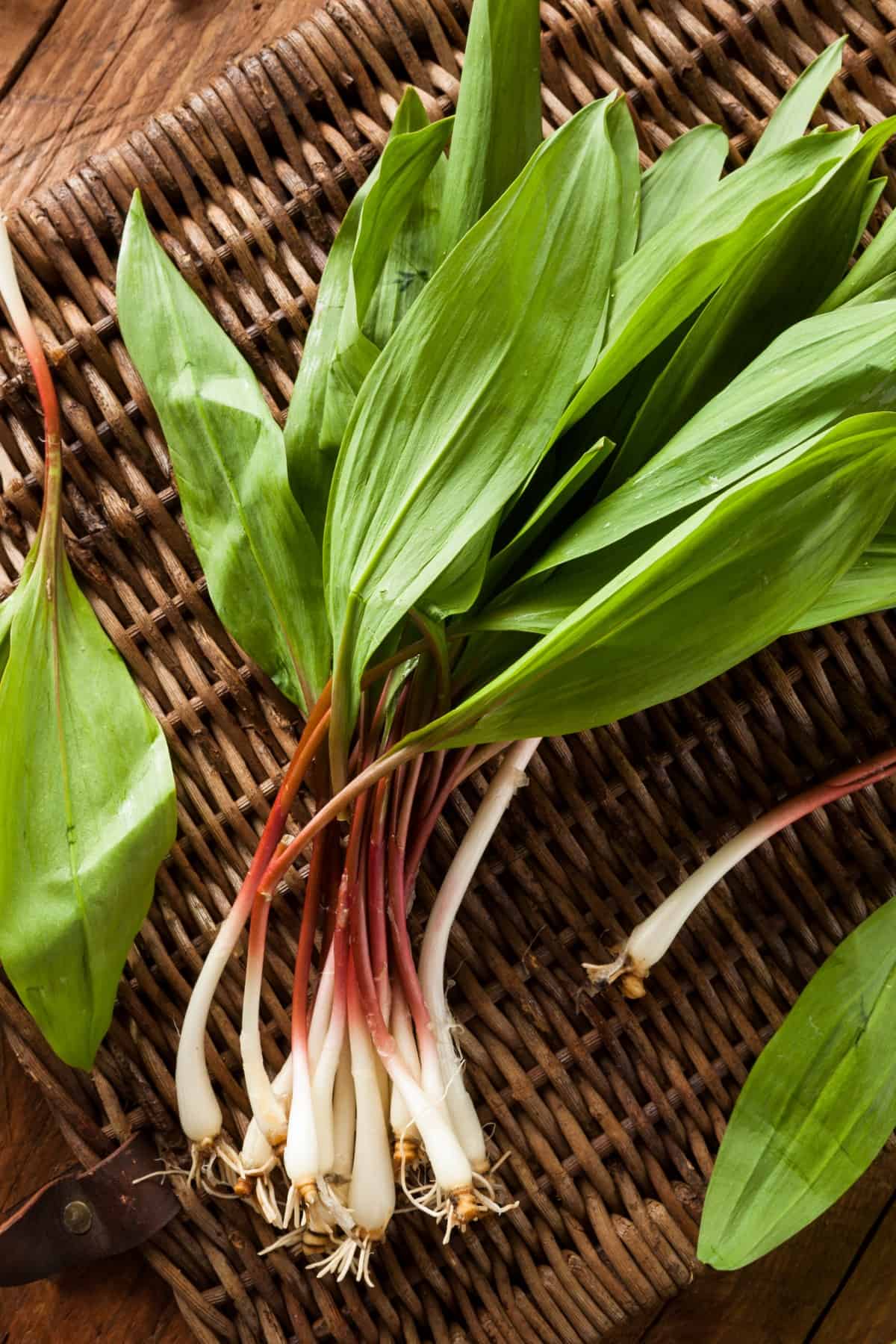 Raw Organic Green Spring Veggies Ramps Ready to Cook With on a wicker basket