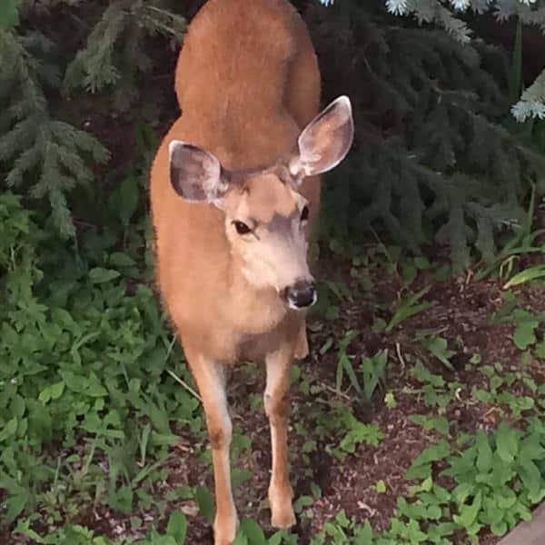 Deer in my garden