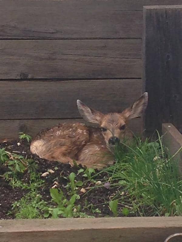 Fawn in my vegetable patch