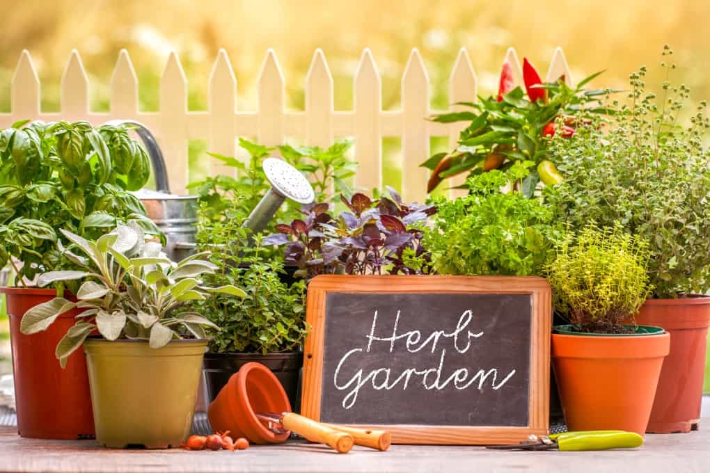 How to Grow Your Own Herbs