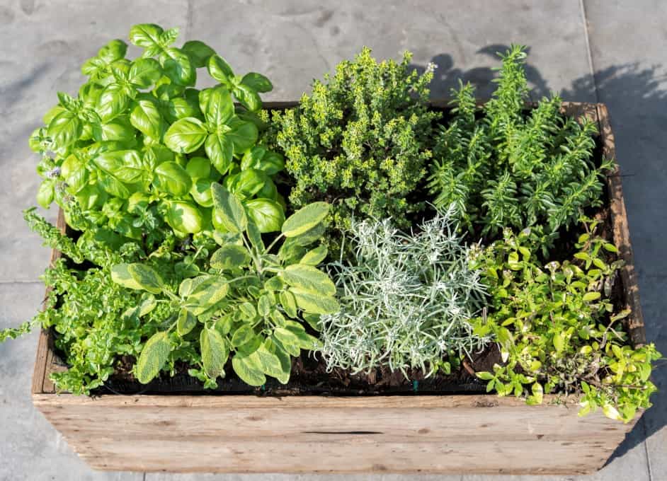 How to Grow Your Own Herbs