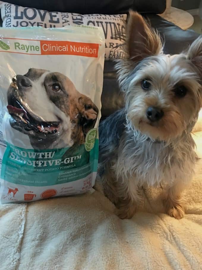 rayne kangaroo dog food reviews