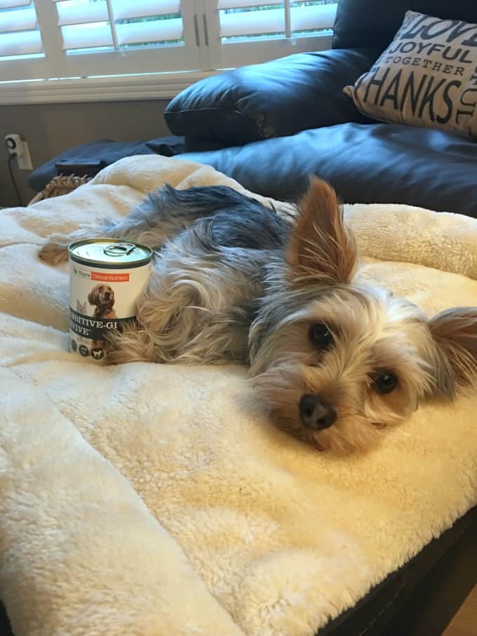 Ziggy lying down with a can of Rayne's dog food