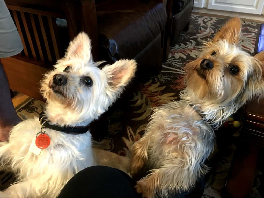 Lola and Ziggy awaiting treats from Rayne's