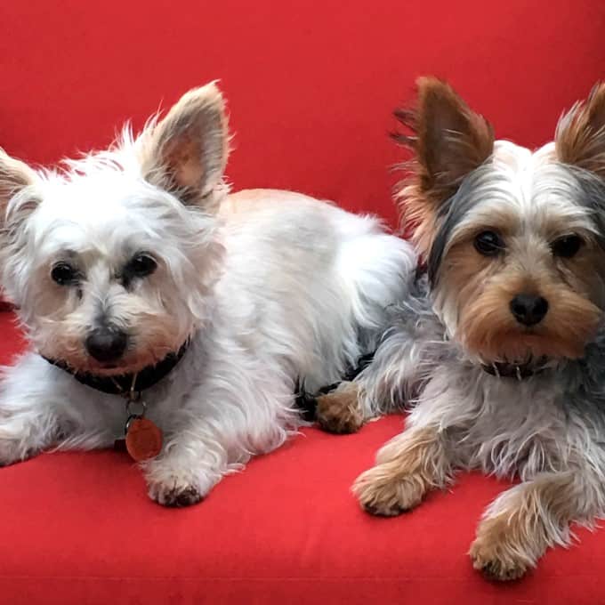 Lola and Ziggy on a red chair