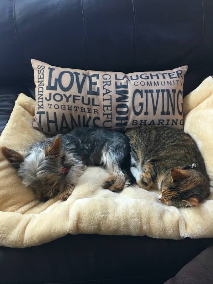 Ziggy and Pumpkin sleeping together on a chair