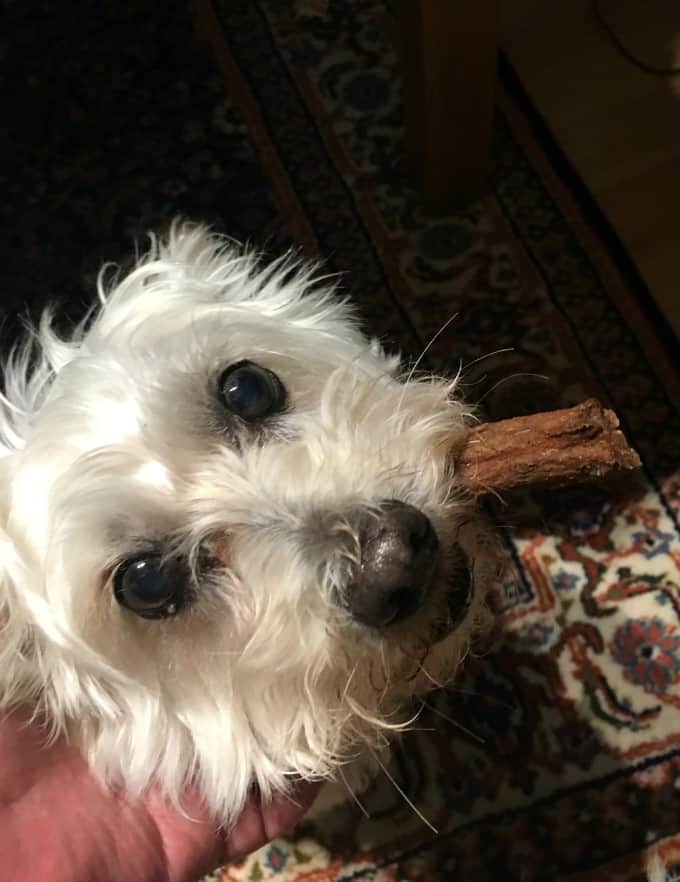 Lola with a healthy treat from Rayne's