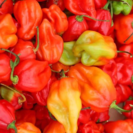 What is the Scoville Scale vertical.