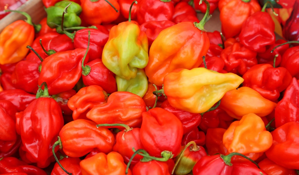 Scoville Scale. The Scoville scale is a measurement of…