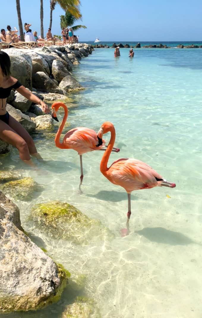 Two flamingos standing on one leg in the water