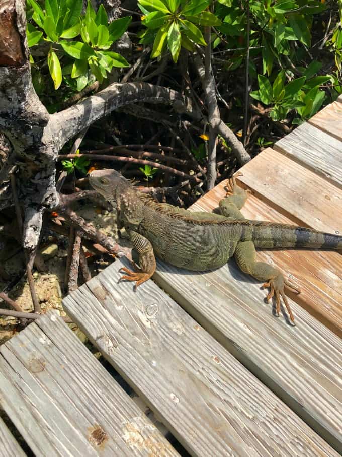 Iguana on the dock