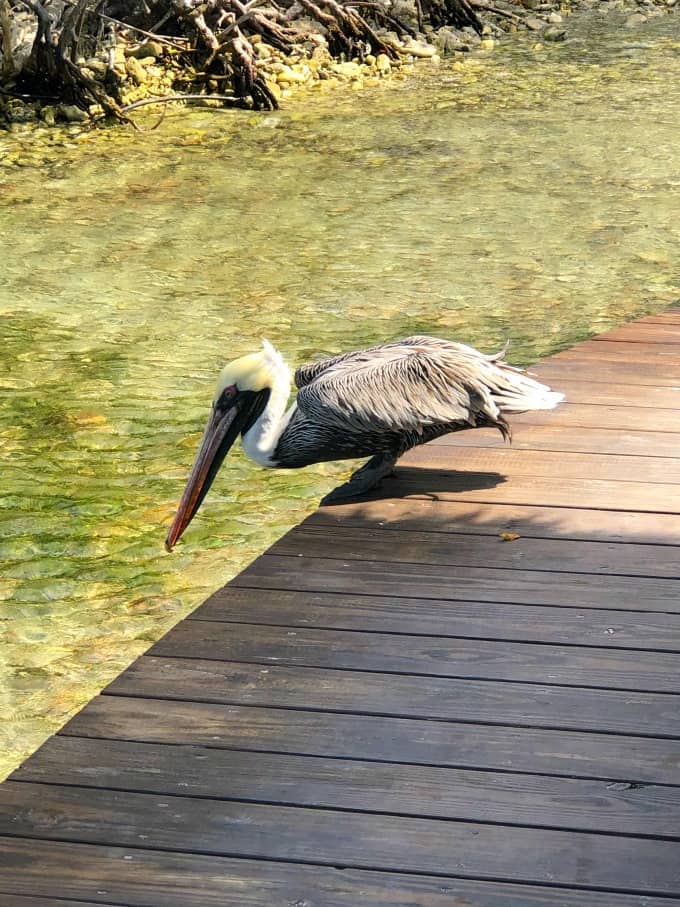 Pelican on the dock