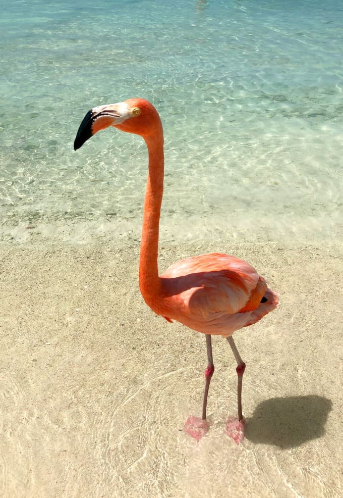 Flamingo on the beach