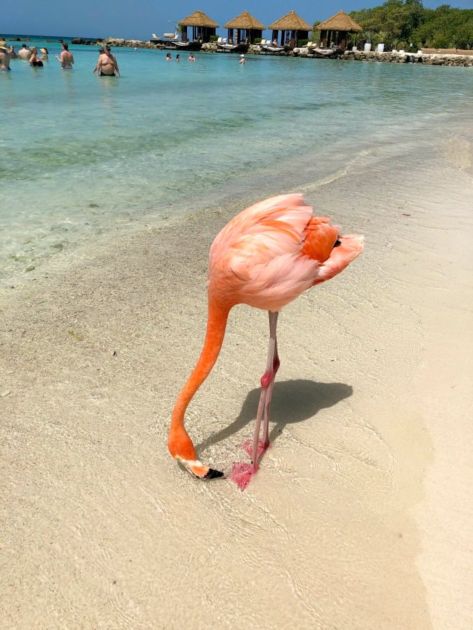 Flamingo on the beach