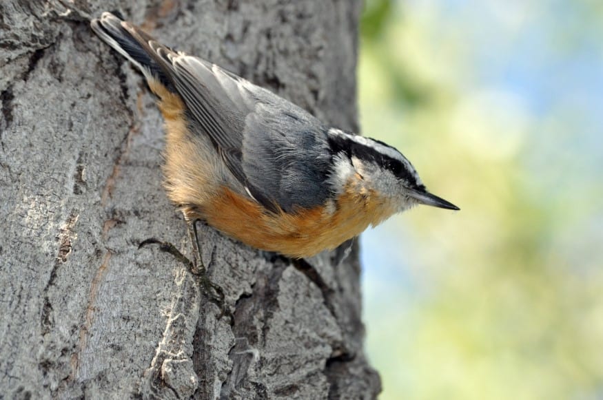 Alberta Finch on the side of a tree