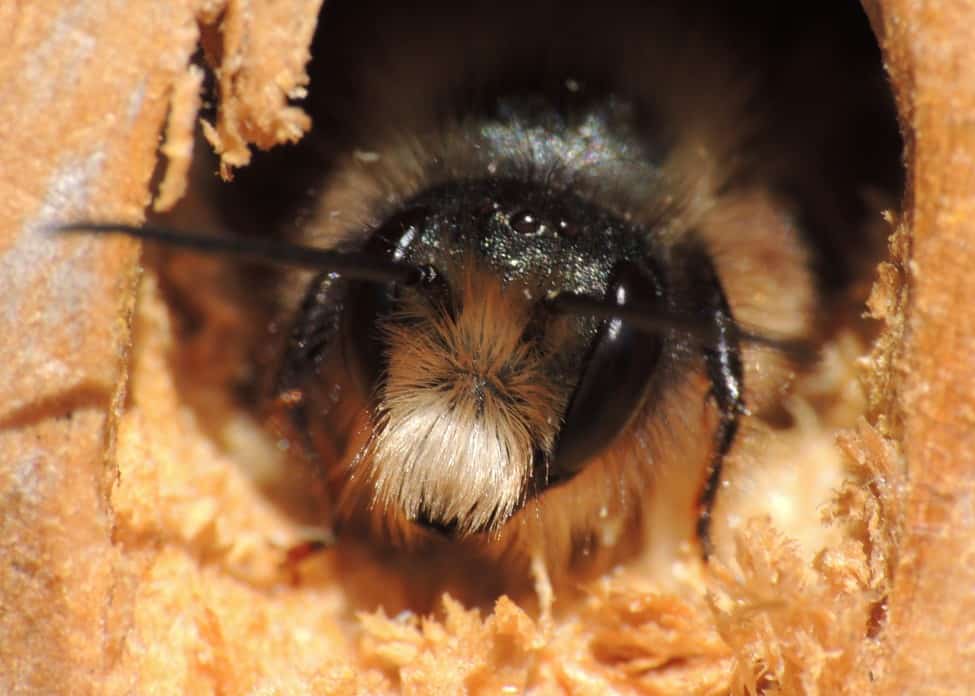 Close up of a bees face