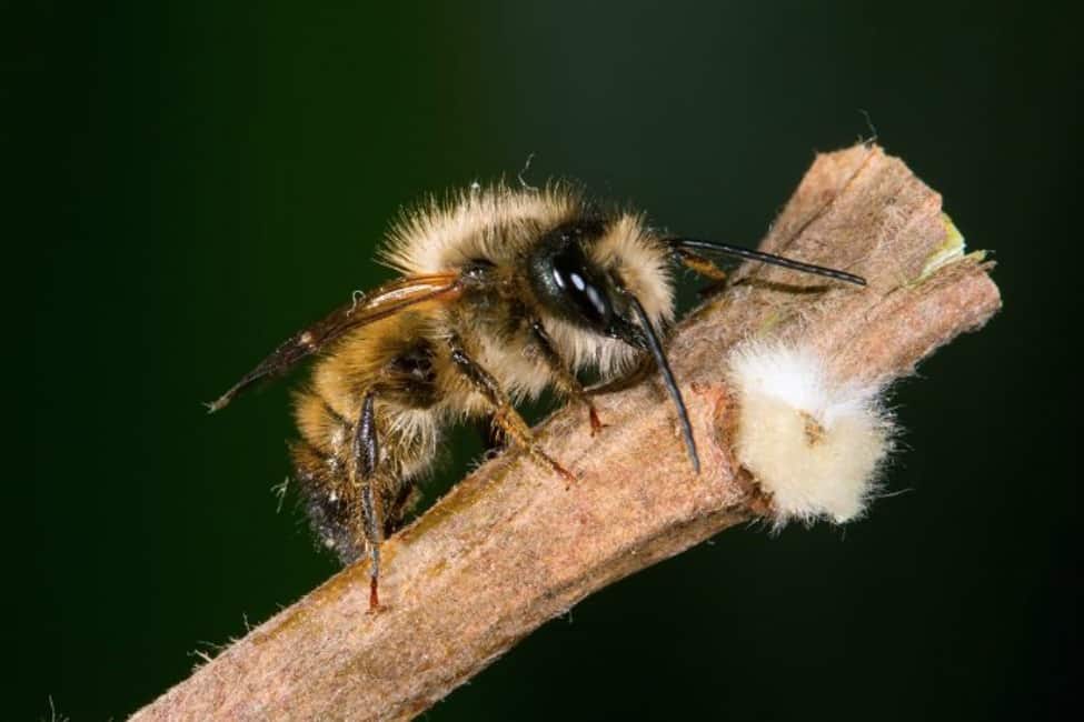 Close up of a mason bee on a stick