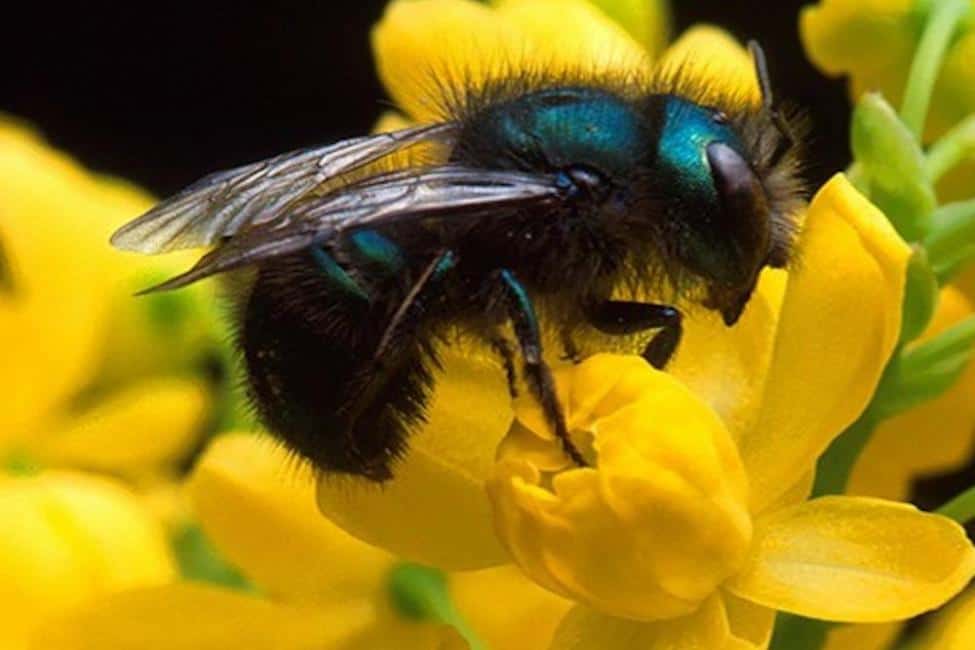 Blue Orchard Mason Bee on a yellow flower. 