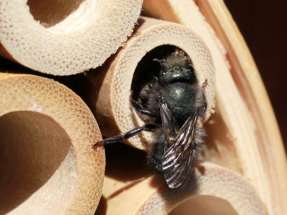 Mason bee going into a tube