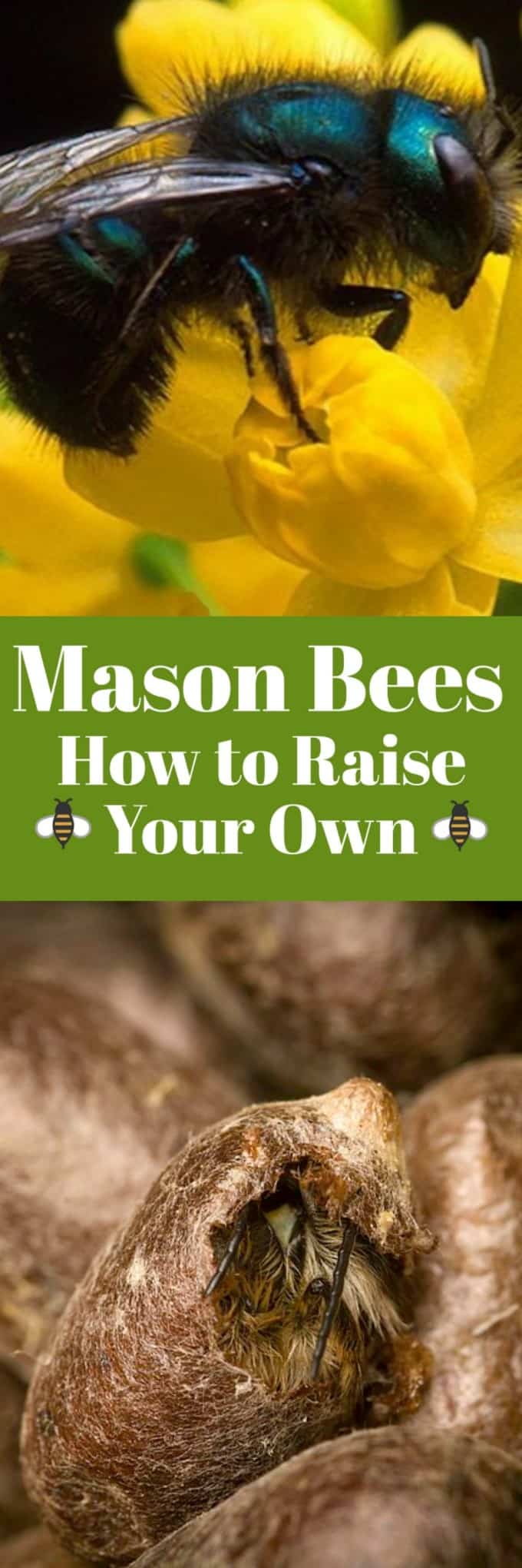 Mason Bees - How to Raise Your Own will help you with this fun hobby that helps our environment at the same time!! #masonbees #howtoraisebees