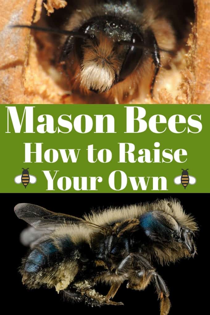 Mason Bees - How to Raise Your Own will help you with this fun hobby that helps our environment at the same time!! #masonbees #howtoraisebees