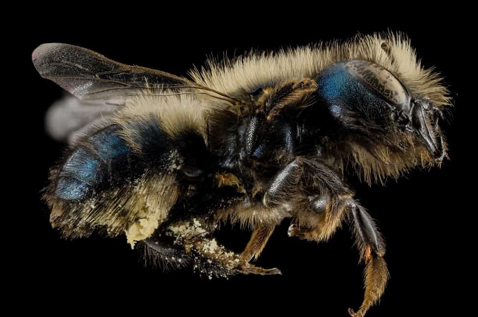 Close up of a mason bee with pollen