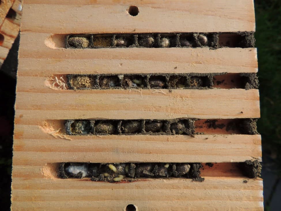 Mason bee cocoons in a house