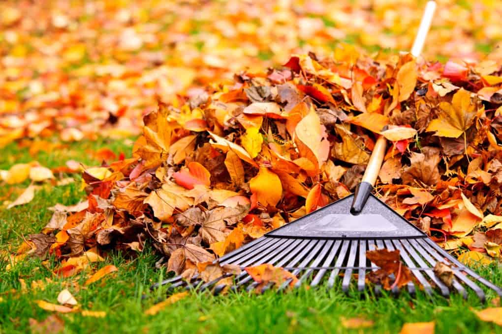 Raking leaves for Fall Garden Tips to Get You Ready for Winter