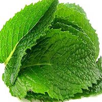 300 x Peppermint Mint Seed - Mentha piperita Mint Seeds - By MySeeds.Co (Single Pack)