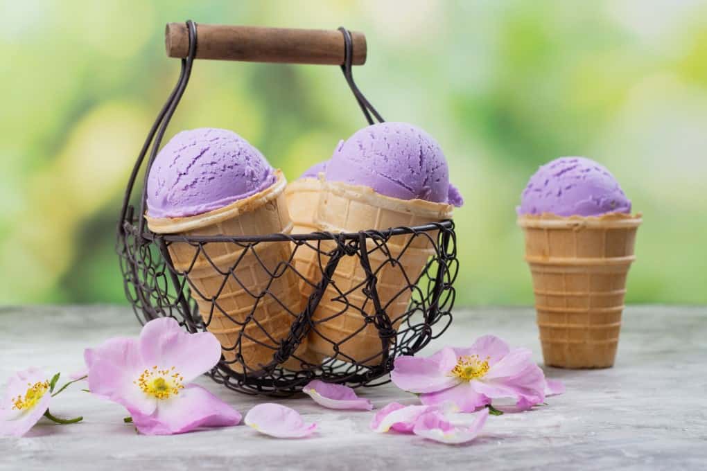 Homemade purple ube ice cream scoops in waffle cones on outdoor green background. Beniimo Ice Cream. 
