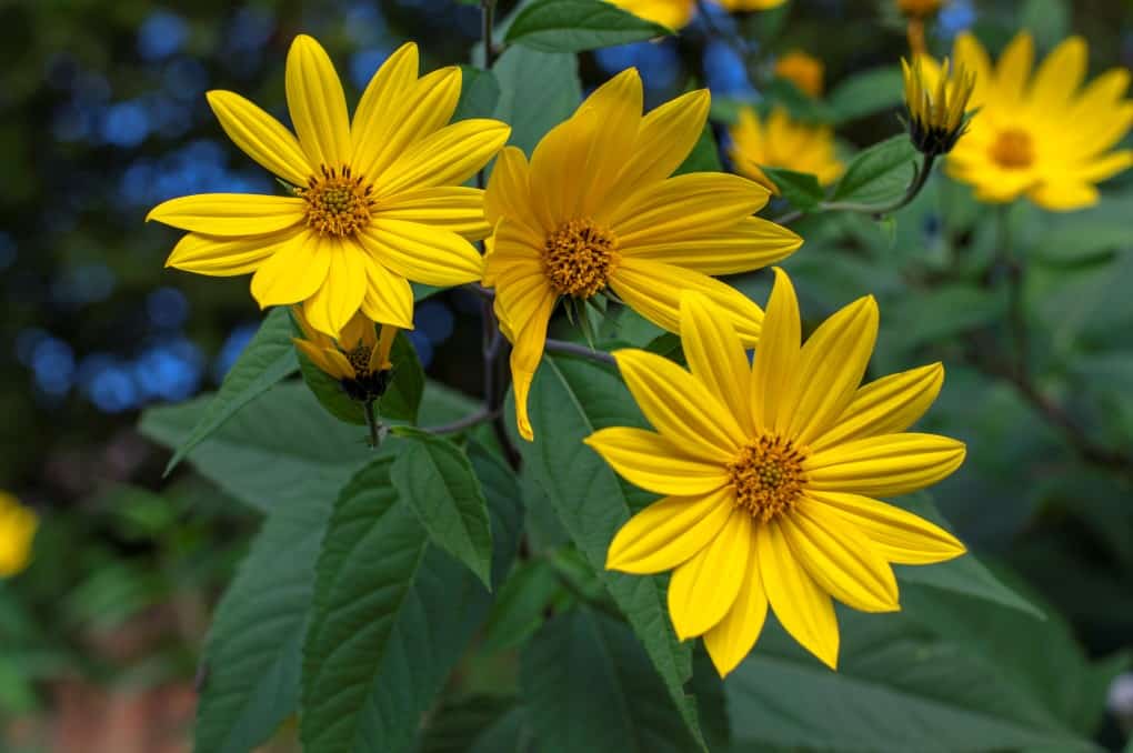 Helianthus tuberosus ornamental edible plant in bloom, yellow flowering flowers and green leaves