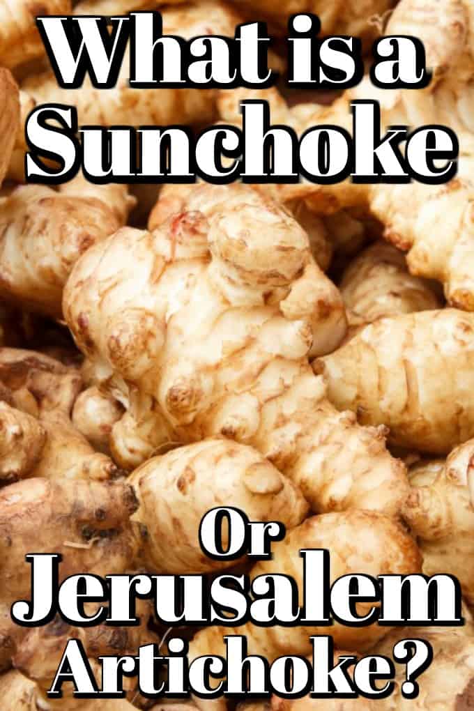 What is a Sunchoke or Jerusalem Artichoke? Learn all about this forgotten vegetable and how to cook it. #sunchoke #jerusalemartichoke