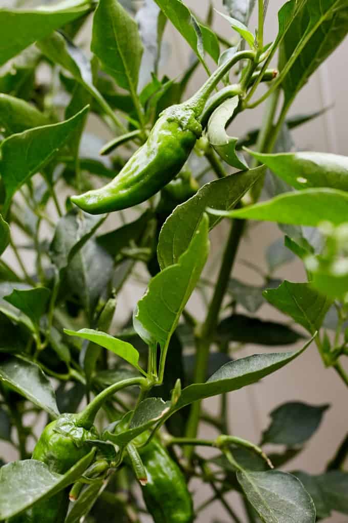 Shishito peppers growing on a bush