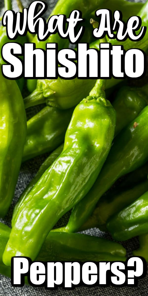 What Are Shishito Peppers? How Do I Cook Them? This post will explain all you need to know about these delicious peppers. #shishitopeppers #shishito