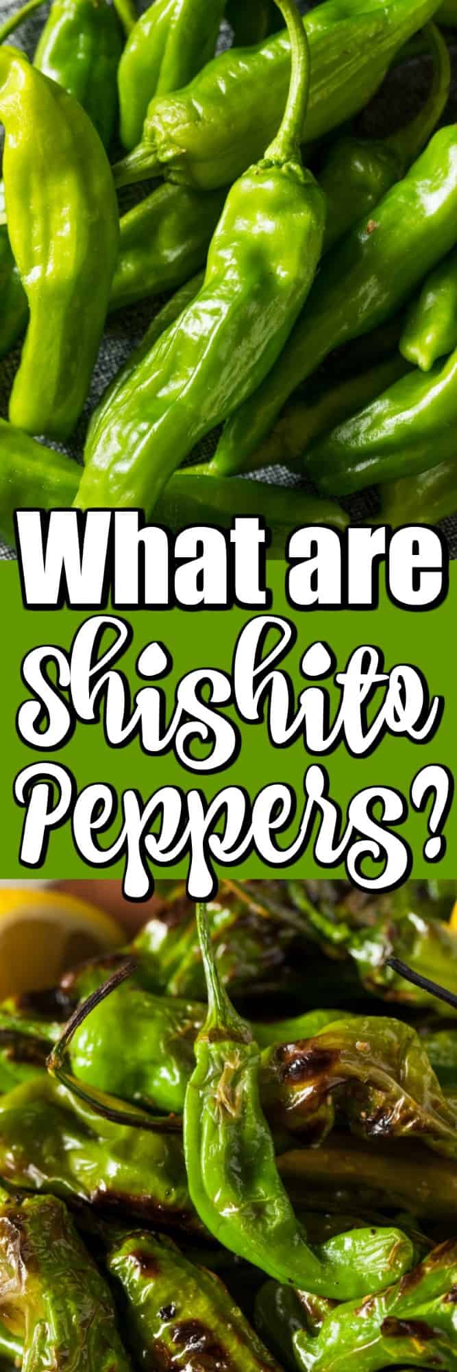 What Are Shishito Peppers? How Do I Cook Them? This post will explain all you need to know about these delicious peppers. #shishitopeppers #shishito