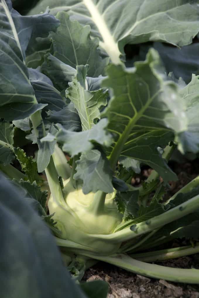 Kohlrabi growing