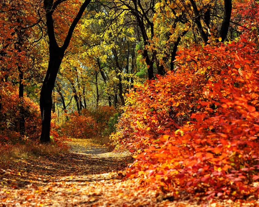 trail covered with fallen autumn leaves in a park on a sunny day