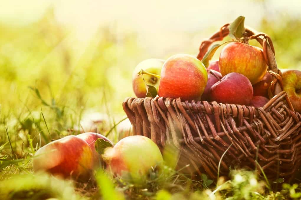 Organic apples in basket in summer grass. Fresh apples in nature