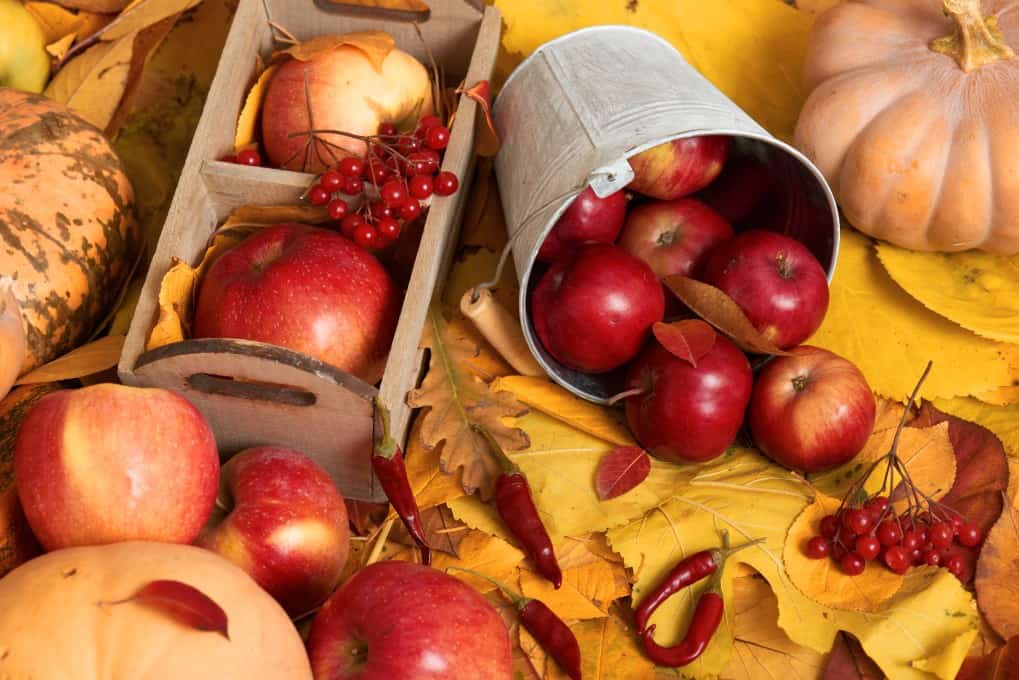 autumn harvest - fruits and vegetables are on fallen yellow leaves, apples, pumpkins, rowan and pepper. Perfect background for autumn season.