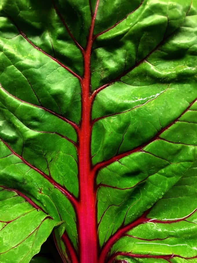 Very nice Closeup Of a leaf of fresh red Swiss chard