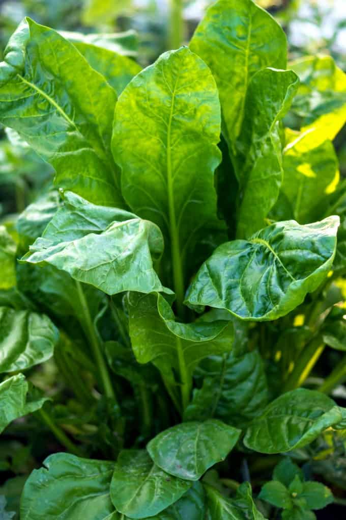 Swiss Chard growing in a garden. 