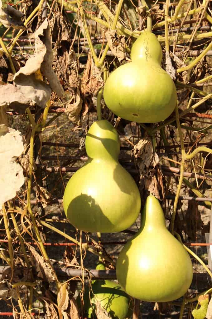 Opo Squash hanging on a trellis