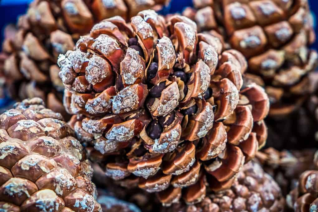 Fresh pine cones full of tasty pine nuts